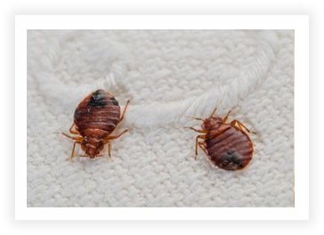 Closeup of two bed bugs on a white blanket