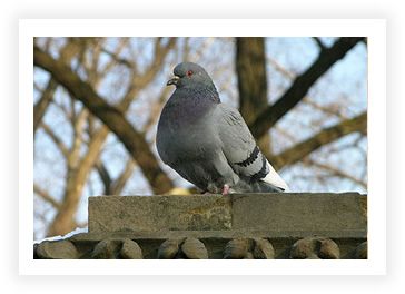 Pigeon sitting on a stone wall