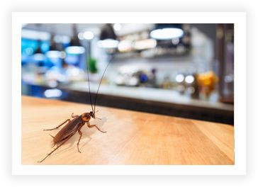 A cockroach sitting on the table of a restaurant