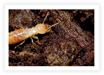 Closeup of a single termite on a piece of wood