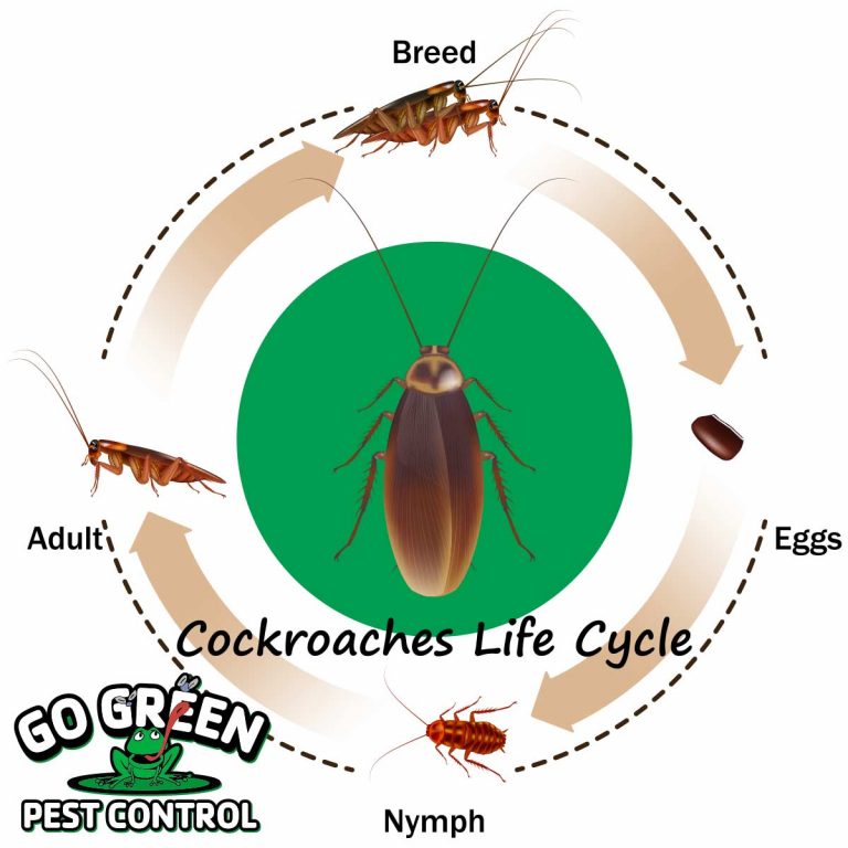 How Quickly Do Cockroaches Reproduce? | Go Green Pest Control