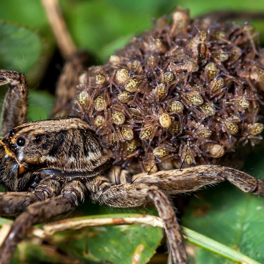 How to Avoid a Wolf Spider Bite